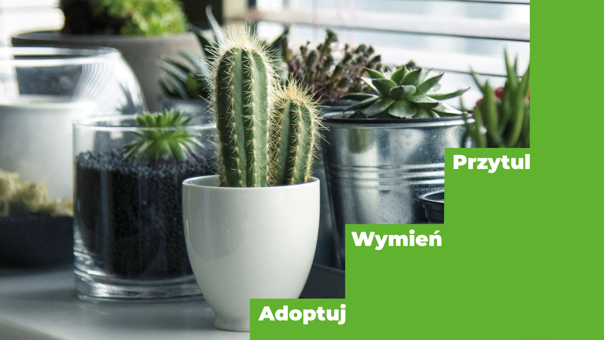 Grafika przedstawiająca kaktusy w doniczkach i hasła: Adoptuj, Wymień, Przytul